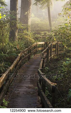 Fog softens the sunlight in the forest, trail to the Cathedral Tree; Astoria, Oregon, United States of America View Large Photo Image Stock Image - Fog softens the sunlight in the forest, trail to the Cathedral Tree; Astoria, Oregon, United States of America . Fotosearch