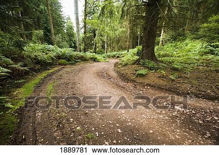 Stock Image - Footpath In Forest, Low Angle View. Fotosearch