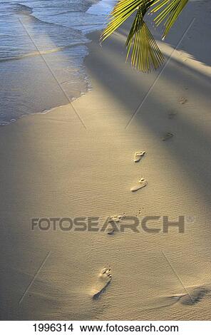 Picture - Footprints In Sand At Water's Edge, Soft Warm Golden Light. Fotosearch