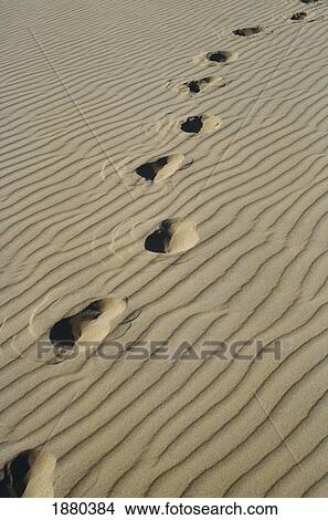 Footprints In The Sand, Close Up View Large Photo Image Picture - Footprints In The Sand, Close Up. Fotosearch