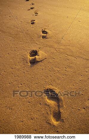 Footprints In The Sand, Golden Light View Large Photo Image Stock Photo - Footprints In The Sand, Golden Light. Fotosearch