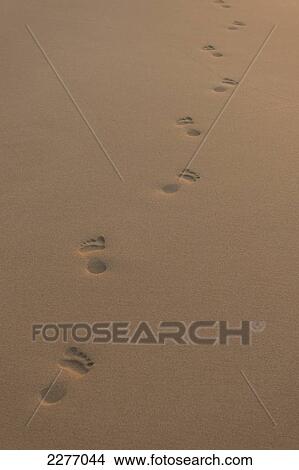 Picture - Footprints on sandy beach early in the morning, near Unawatuna; Thalpe, Sri Lanka. Fotosearch