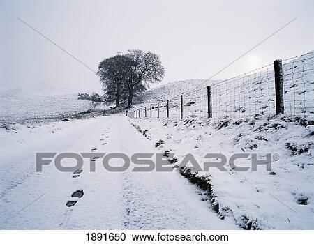 Footsteps In Fresh Snow In Rural Landscape View Large Photo Image Stock Image - Footsteps In Fresh Snow In Rural Landscape. Fotosearch