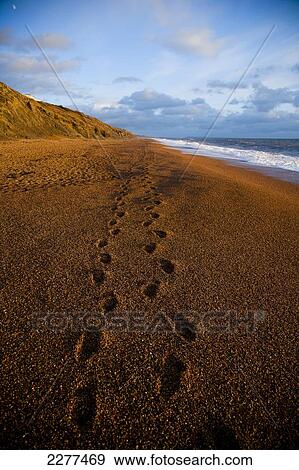 Stock Photo - Footsteps on the sand of the rugged Dorset coastline on Chesil beach; Dorset, England. Fotosearch