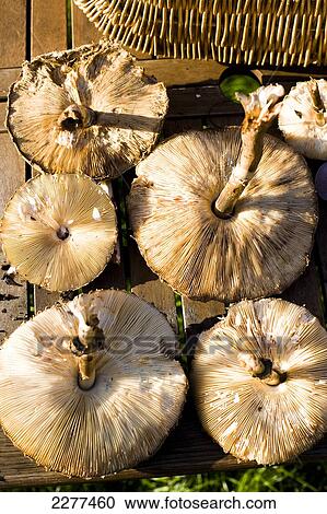Foraging for edible wild mushrooms; Devon, England View Large Photo Image Stock Image - Foraging for edible wild mushrooms; Devon, England. Fotosearch
