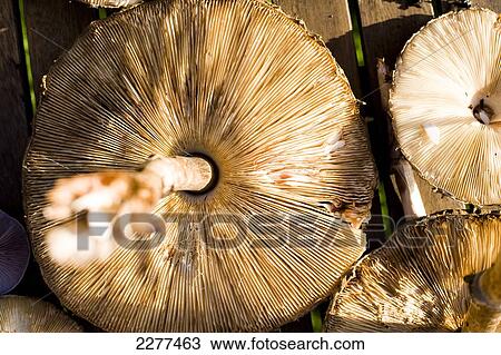 Foraging for edible wild mushrooms; Devon, England View Large Photo Image Stock Image - Foraging for edible wild mushrooms; Devon, England. Fotosearch