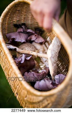 Foraging for edible wild mushrooms with a wicker basket of mushrooms; Devon, England View Large Photo Image Stock Photo - Foraging for edible wild mushrooms with a wicker basket of mushrooms; Devon, England. Fotosearch