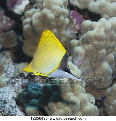 Stock Photograph - Forcepsfish (Forcipiger flavissimus) near a coral reef; Kona, Island of Hawaii, Hawaii, United States of America. Fotosearch
