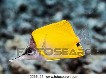 Forceptfish (Forcipiger flavissimus), near Kona; Island of Hawaii, Hawaii, United States of America View Large Photo Image Stock Photograph - Forceptfish (Forcipiger flavissimus), near Kona; Island of Hawaii, Hawaii, United States of America. Fotosearch