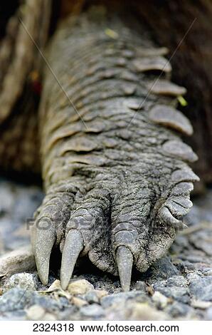 Stock Photo - Forelimb of a snapping turtle; Pointe-des-Cascades, Quebec, Canada. Fotosearch