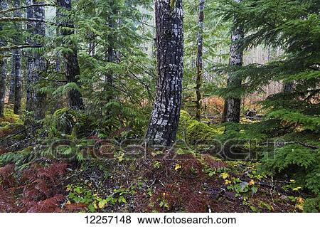 Forest along Chilliwack River Road; Chilliwack, British Columbia, Canada View Large Photo Image Stock Photo - Forest along Chilliwack River Road; Chilliwack, British Columbia, Canada. Fotosearch
