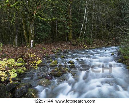 Picture - Forest and streams along Chilliwack River Road; Chilliwack, British Columbia, Canada. Fotosearch