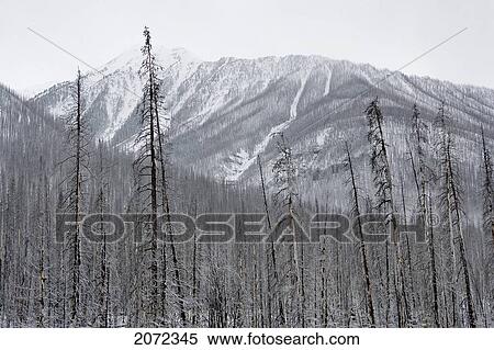 Forest Fire Aftermath Covered With Snow, Kootenay National Park, British Columbia, Canada View Large Photo Image Stock Photography - Forest Fire Aftermath Covered With Snow, Kootenay National Park, British Columbia, Canada. Fotosearch