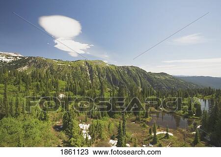 Stock Image - Forest Horizon. Fotosearch