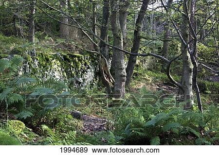 Stock Photo - Forest In Peak District National Park; Derbyshire England. Fotosearch