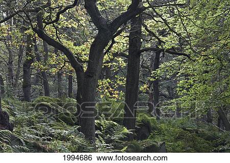 Stock Photograph - Forest In Peak District National Park; Derbyshire England. Fotosearch