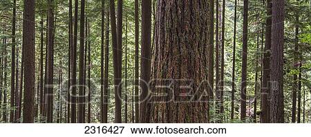Stock Photo - Forest On The Hillside Of Grouse Mountain; North Vancouver British Columbia Canada. Fotosearch