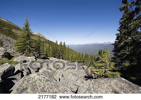 Stock Image - Forest On The Slope Of A Mountain; Alberta Canada. Fotosearch