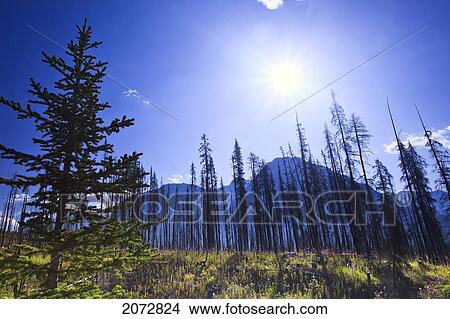 Forest Renewal And Destruction After Wildfire, Kootenay National Park, British Columbia View Large Photo Image Picture - Forest Renewal And Destruction After Wildfire, Kootenay National Park, British Columbia. Fotosearch