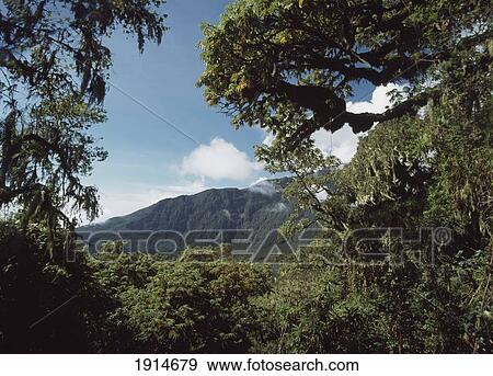 Stock Photo - Forests On Mt. Meru. Fotosearch