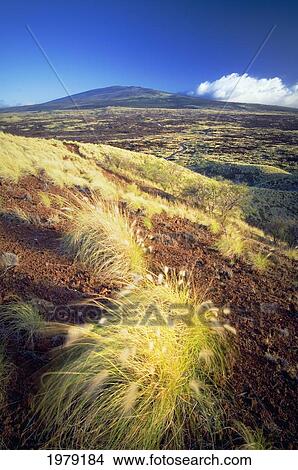 Fountain grass and Hualalai Volcano; Island of Hawaii, Hawaii, United States of America View Large Photo Image Picture - Fountain grass and Hualalai Volcano; Island of Hawaii, Hawaii, United States of America. Fotosearch