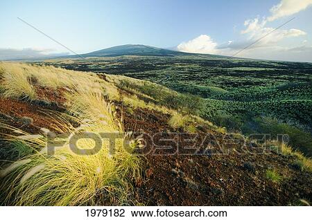 Fountain grass and Hualalai Volcano; Island of Hawaii, Hawaii, United States of America View Large Photo Image Stock Image - Fountain grass and Hualalai Volcano; Island of Hawaii, Hawaii, United States of America. Fotosearch