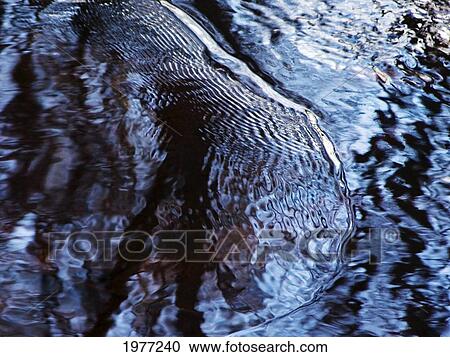 Four Lakes Woman, Rhode Island, Bristol, Blithewold, Blue Water Patterns And Reflections. View Large Photo Image Stock Image - Four Lakes Woman, Rhode Island, Bristol, Blithewold, Blue Water Patterns And Reflections.. Fotosearch