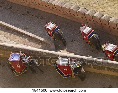 Four Mahouts Riding On Their Elephants At Amber Fort; Amber, Jaipur, Rajasthan, India View Large Photo Image Stock Image - Four Mahouts Riding On Their Elephants At Amber Fort; Amber, Jaipur, Rajasthan, India. Fotosearch