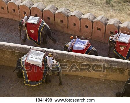 Four Mahouts Riding On Their Elephants At Amber Fort; Amber, Jaipur, Rajasthan, India View Large Photo Image Stock Photo - Four Mahouts Riding On Their Elephants At Amber Fort; Amber, Jaipur, Rajasthan, India. Fotosearch