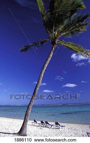 Stock Image - Four Sun Loungers On Empty Tropical Beach Beside Palm Tree. Fotosearch