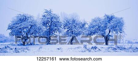 Stock Image - Four trees in a row in winter; Chilliwack, British Columbia, Canada. Fotosearch