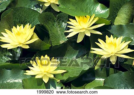 Four Yellow Water Lilies On Pond, Green Leaves C1666 View Large Photo Image Stock Image - Four Yellow Water Lilies On Pond, Green Leaves C1666. Fotosearch