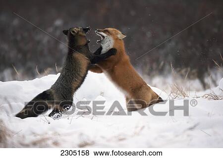 Stock Photo - Foxes Play Fighting In The Snow; Churchill Manitoba Canada. Fotosearch
