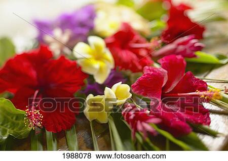 Francais Polyesia Tahiti Bora Bora Beau Bouquet De Fleurs Tropicales Foyer Sélectif Banque De Photo