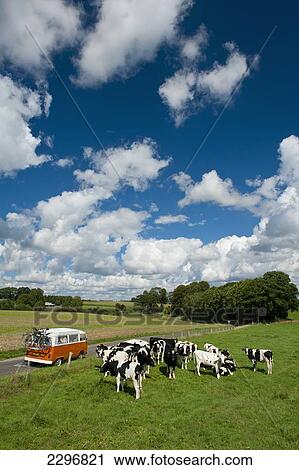France, near Le Havre; Normandy, Camper van parked beside field of cows View Large Photo Image Stock Image - France, near Le Havre; Normandy, Camper van parked beside field of cows. Fotosearch