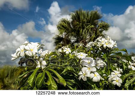 Stock Photo - Frangipani (Plumeria rubra), Hawaiian Lei Flower; Antigua, West Indies. Fotosearch
