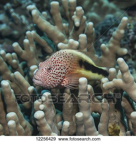 Stock Photo - Freckled Hawkfish (Paracirrhites forsteri) resting on finger coral (Porites compressa), near Kona; Island of Hawaii, Hawaii, United States of America. Fotosearch