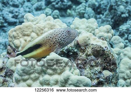 Stock Photograph - Freckled Hawkfish (Paracirrhites forsteri) perched on Lobe Coral (Porites lobata); Kona, Island of Hawaii, Hawaii, United States of America. Fotosearch