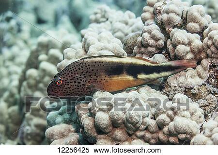 Stock Photography - Freckled Hawkfish (Paracirrhites forsteri) perched on nodule coral, near Kona; Island of Hawaii, Hawaii, United States of America. Fotosearch