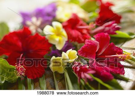 Stock Photo - French Polyesia, Tahiti, Bora Bora, Beautiful Bouquet Of Tropical Flowers, Selective Focus. Fotosearch