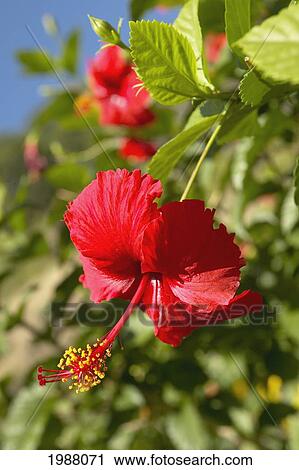 French Polyesia, Tahiti, Huahine, Focus On Bright Red Hibiscus On Flower Bush View Large Photo Image Stock Image - French Polyesia, Tahiti, Huahine, Focus On Bright Red Hibiscus On Flower Bush. Fotosearch