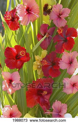 Stock Image - French Polyesia, Tahiti, Huahine, Red And Pink Hibiscus Poking Through Green Leafs. Fotosearch