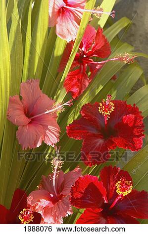 French Polyesia, Tahiti, Huahine, Red And Pink Hibiscus Poking Through Green Leafs View Large Photo Image Stock Photograph - French Polyesia, Tahiti, Huahine, Red And Pink Hibiscus Poking Through Green Leafs. Fotosearch