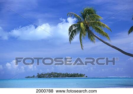 French Polynesia, Bora Bora, Coastal Scene Palm In Foreground, Calm Ocean, Island Background View Large Photo Image Stock Photo - French Polynesia, Bora Bora, Coastal Scene Palm In Foreground, Calm Ocean, Island Background. Fotosearch