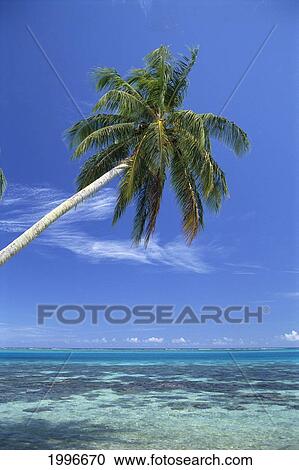 French Polynesia, Bora Bora, Crystal Clear Waters With Single Coconut Tree Coral Reef, Shallow Ocean A56B View Large Photo Image Stock Image - French Polynesia, Bora Bora, Crystal Clear Waters With Single Coconut Tree Coral Reef, Shallow Ocean A56B. Fotosearch