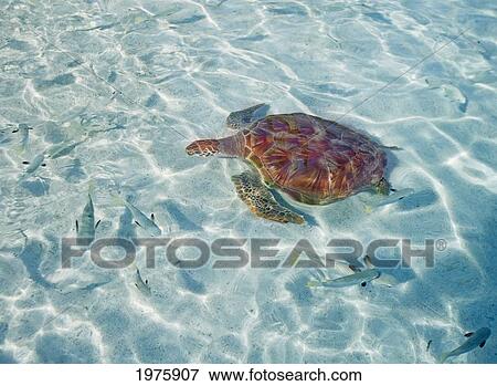 French Polynesia, Bora Bora, Green Sea Turtle (Chelonia Mydas) An Endangered Species. View Large Photo Image Stock Photo - French Polynesia, Bora Bora, Green Sea Turtle (Chelonia Mydas) An Endangered Species.. Fotosearch