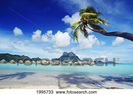 French Polynesia, Bora Bora, Lagoon Resort, View From Beach Of Distant Bungalows With Overhanging Palm Tree View Large Photo Image Stock Image - French Polynesia, Bora Bora, Lagoon Resort, View From Beach Of Distant Bungalows With Overhanging Palm Tree. Fotosearch