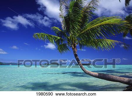 French Polynesia, Bora Bora, Palm Tree Hanging Over Turquoise Ocean. View Large Photo Image Stock Image - French Polynesia, Bora Bora, Palm Tree Hanging Over Turquoise Ocean.. Fotosearch