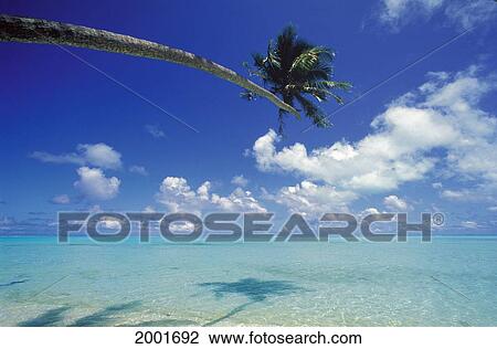 French Polynesia, Bora Bora, Palm Tree Over Turquoise Water Shadows View Large Photo Image Stock Image - French Polynesia, Bora Bora, Palm Tree Over Turquoise Water Shadows. Fotosearch