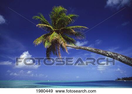 Stock Photo - French Polynesia, Bora Bora, Palm Tree Hanging Over Turquoise Ocean.. Fotosearch